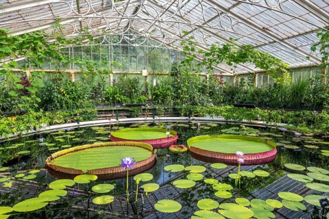 Pond in greenhouse with large water lily pads and blooming flowers, Waterlily House, Royal Botanic