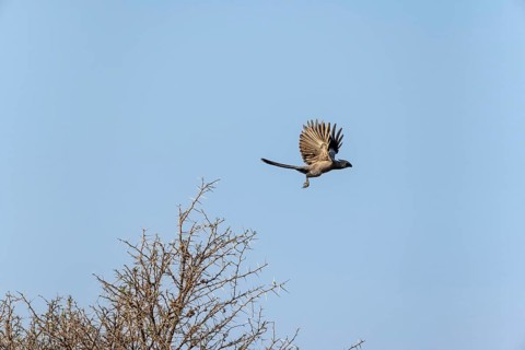 Grey-winged Warbler (Corythaixoides concolor) in flight, against a blue sky, Khama Rhino Sanctuary,