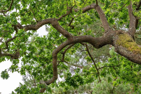 View upwards to the branches of an old oak (Quercus), Royal Botanic Gardens (Kew Gardens), UNESCO