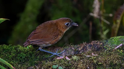 Yellow-breasted antpitta (Grallaria flavotincta), Mindo Forest Reserve, Mindo, Ecuador, South