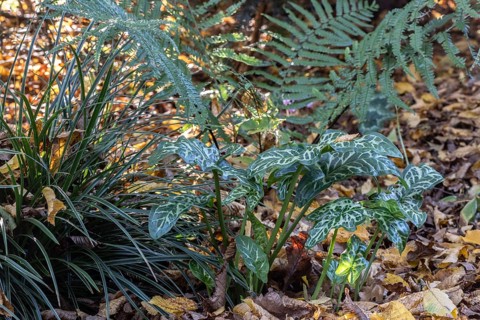 Arum italicum Pictum (Arum italicum Pictum), Emsland, Lower Saxony, Germany, Europe