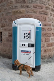 Funny, dog, breed Cocker Spaniel waiting for his master in front of a porta-potty, Bavaria,