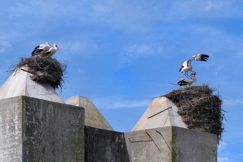 White Storks (Ciconia Ciconia) nesting on top of houses in Comporta city center, Alentejo,