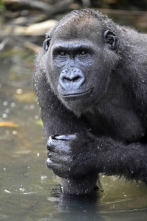 Western lowland gorilla (Gorilla gorilla gorilla) in a river, male animal, Réserve Lésio-Louna