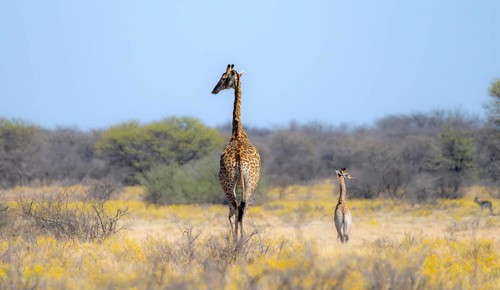Cape giraffe (Giraffa giraffa giraffa), mother with young, among yellow flowers, in the savannah,