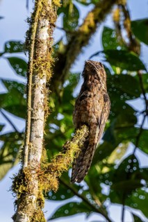 Common potoo (Nyctibius griseus), Mindo Forest Reserve, Mindo, Ecuador, South America