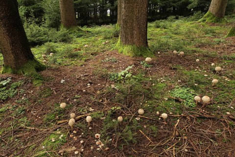 Giant umbrella mushroom (Macrolepiota procera) also known as Parasol. Several specimens grow as a