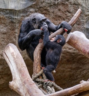 Animal portrait, Western chimpanzee (Pan troglodytes verus) playing with young, captive,