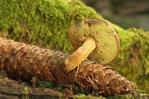 Chestnut boletus (Imleria badia) grows from spruce cones (Picea) Allgäu, Bavaria, Germany,