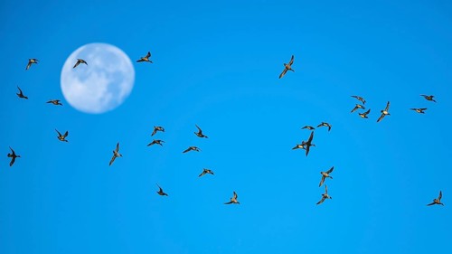 Flock of Northern Pintail (Anas acuta) with the moon in the background