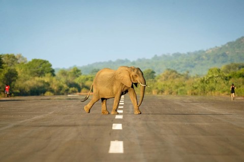 African elephant, Loxodontra Africana, is crossing an airstrip. The elephant herd is walking