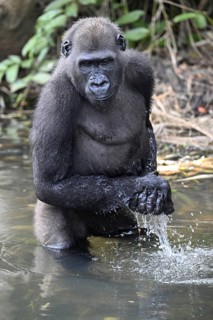 Western lowland gorilla (Gorilla gorilla gorilla) in a river, male animal, Réserve Lésio-Louna