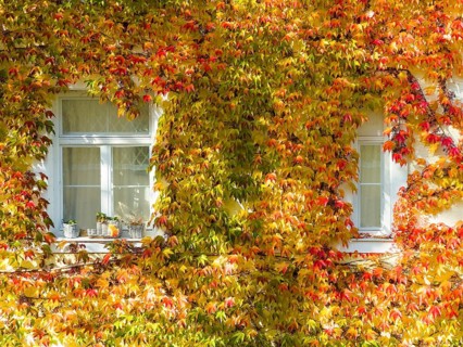 Boston ivy, three-lobed Boston ivy, three-lobed fence vine (Parthenocissus tricuspidata) on house