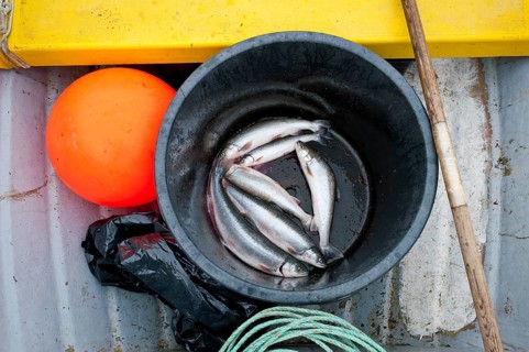 Fish, prey, buoy, Inuit hunter, near Inuit settlement Tiniteqilaaq or Greenlandic Tiilerilaaq,