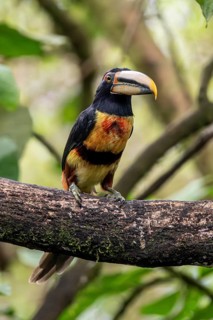 Pale-mandibled aracari (Pteroglossus erythropygius), Mindo Forest Reserve, Mindo, Ecuador, South