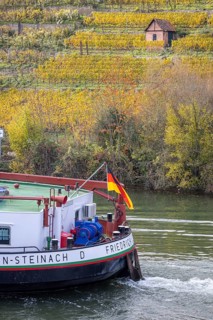 Barge MS FRIEDRICH GÖTZ on the Neckar, vineyards in autumn. The barge has an overall length of 105