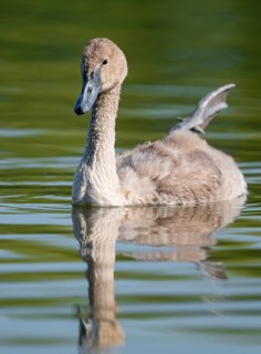 Mute swan (Cygnus olor) young bird swimming on a pond, one leg out of the water in resting