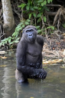 Western lowland gorilla (Gorilla gorilla gorilla) in a river, male animal, Réserve Lésio-Louna