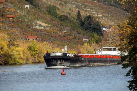 Barge MS FRIEDRICH GÖTZ on the Neckar, vineyards in autumn. The barge has an overall length of 105