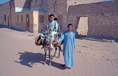 Children, boys on donkeys posing for photo, Al-Bahariyya Oasis, Libyan Desert, Egypt, Africa