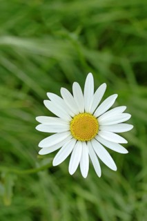 Meadow daisy (Leucanthemum vulgare), also known as meadow daisy, flowering in a meadow, Wilnsdorf,
