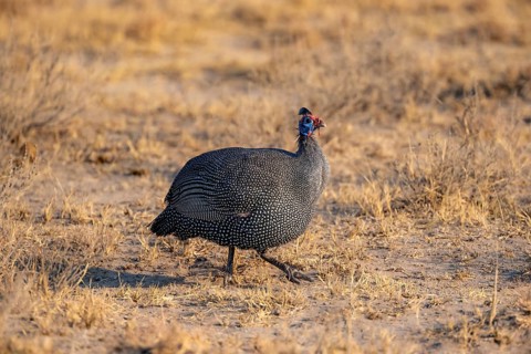 Helmeted guinea fowl (Numida meleagris) in a dry meadow, Khama Rhino Sanctuary, Botswana, Africa