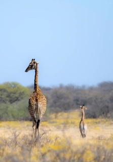 Cape giraffe (Giraffa giraffa giraffa), mother with young, among yellow flowers, in the savannah,