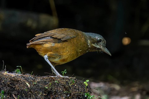 Moustached antpitta (Grallaria alleni), Mindo Forest Reserve, Mindo, Ecuador, South America