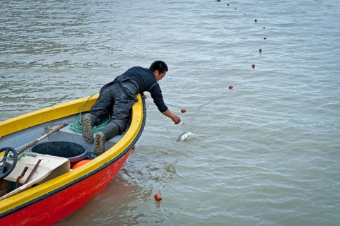 Inuit hunter retrieving fish from a net, near Inuit settlement Tiniteqilaaq or Greenlandic