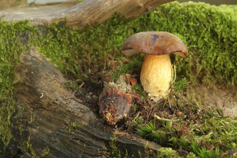 Chestnut boletus (Imleria badia) grows from spruce cones (Picea) Allgäu, Bavaria, Germany,