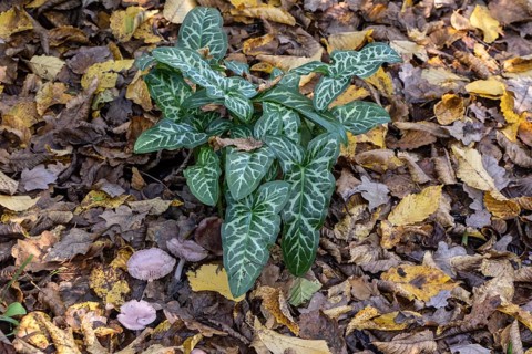 Arum italicum Pictum (Arum italicum Pictum), Emsland, Lower Saxony, Germany, Europe