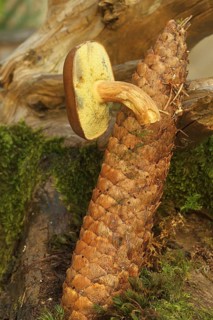 Chestnut boletus (Imleria badia) grows from spruce cones (Picea) Allgäu, Bavaria, Germany,