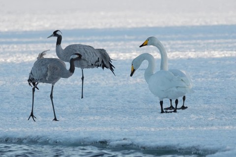 Two cranes (Grus grus) and two whooper swans (Cygnus cygnus) on the ice, winter, Northern Finland,