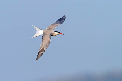 Common Tern, Common Tern, Common Tern, (Sterna hirundo), family of terns, biotope, foraging, flight