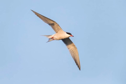 Common Tern, Common Tern, Common Tern, (Sterna hirundo), family of terns, biotope, foraging, flight