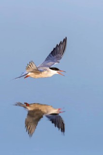 Common Tern, Common Tern, Common Tern, (Sterna hirundo), family of terns, biotope, foraging, flight