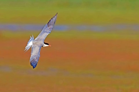 Common Tern, Common Tern, Common Tern, (Sterna hirundo), family of terns, biotope, foraging, flight