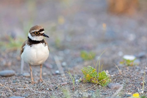 Little Ringed Plover, Little Ringed Plover, (Charadrius dubius), plover family, biotope, foraging,