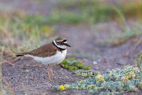 Little Ringed Plover, Little Ringed Plover, (Charadrius dubius), plover family, biotope, foraging,
