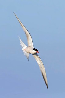 Common Tern, Common Tern, Common Tern, (Sterna hirundo), family of terns, biotope, foraging, flight