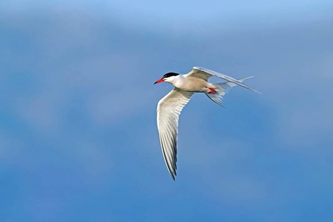 Common Tern, Common Tern, Common Tern, (Sterna hirundo), family of terns, biotope, foraging, flight
