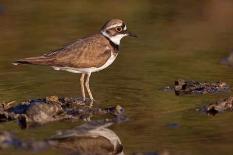 Little Ringed Plover, Little Ringed Plover, (Charadrius dubius), plover family, biotope, foraging,