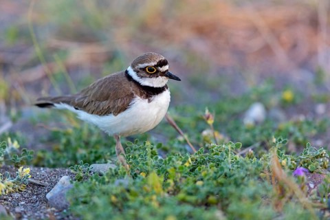 Little Ringed Plover, Little Ringed Plover, (Charadrius dubius), plover family, biotope, foraging,