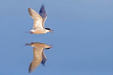 Common Tern, Common Tern, Common Tern, (Sterna hirundo), family of terns, biotope, foraging, flight