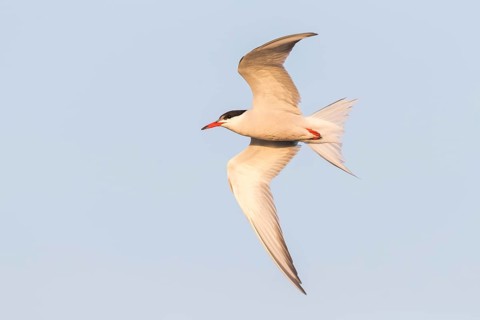 Common Tern, Common Tern, Common Tern, (Sterna hirundo), family of terns, biotope, foraging, flight