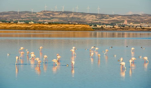 Group of beautiful flamingo birds at sunset with reflections, walking at the Salt lake of Larnaca