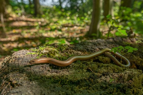 Slow worm (Anguis fragilis) on floor of forest. Alsace, France, Europe