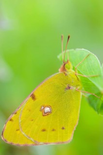 Clouded Yellow (Colias croceus) posed in the vegetation of a meadow in spring. Alsace, Grand est,