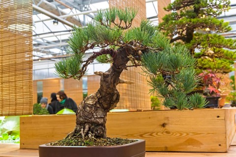 Bonsai, Japanese white pine (Pinus parviflora) . Age, about 50 years. Exhibition of Bonsai in