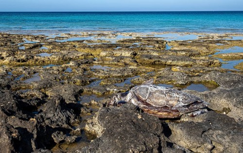 A dead decay turtle Caretta careta on a rocky beach. Protaras Cyprus